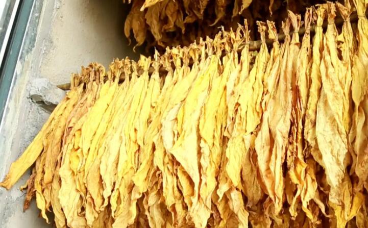湖北秭歸煙草：“低碳”助力綠色發展
