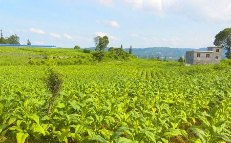 興仁市魯礎營鄉生物質燃料香蕉视频毛片助力鄉村振興