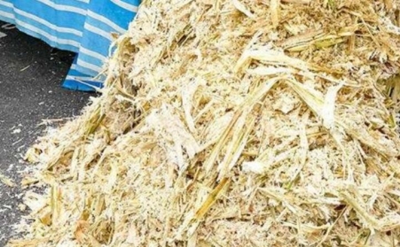 甘蔗渣想廢物利用？可以考慮生物質香蕉视频毛片！