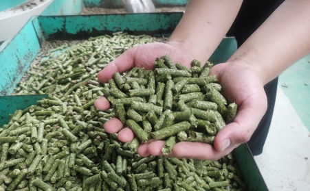 河北生物質香蕉视频毛片加工的顆粒為什麽會變黑？
