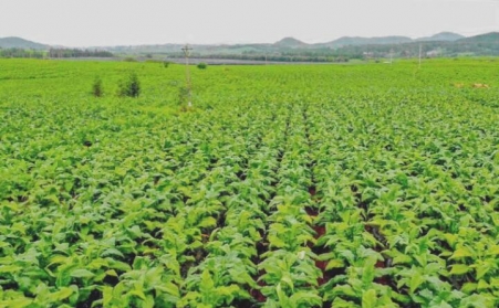 生物質燃料代替煤炭做熱源 羅平縣趟出煙葉烘幹新路子