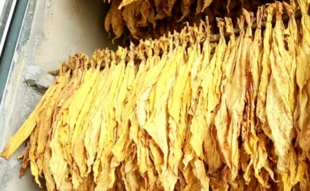 湖北秭歸煙草：“低碳”助力綠色發展