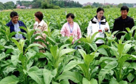 江西吉安：生物質烘烤 “點燃” 煙葉產業綠色轉型之路